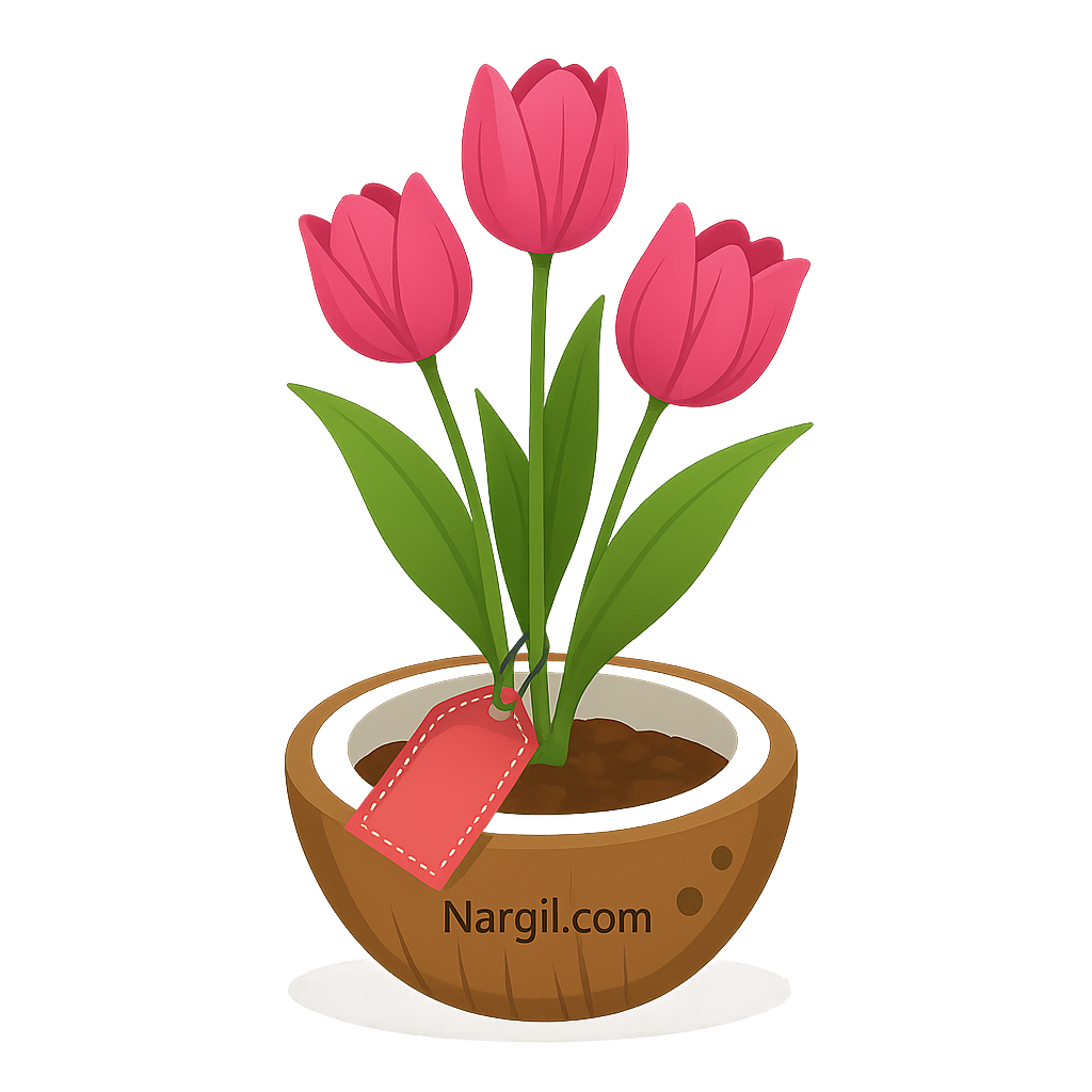  Nargil - Tulip pulchella